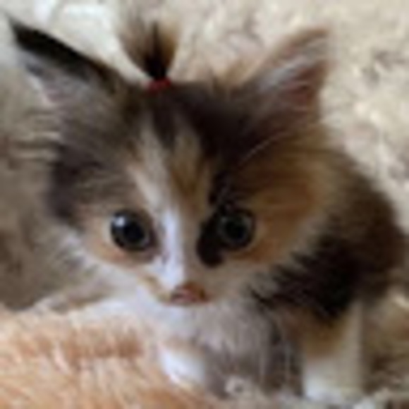 daveypaws